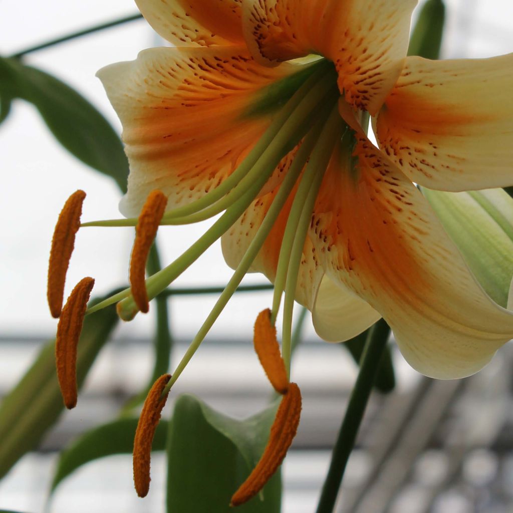 Lilium Lady Alice - Lily