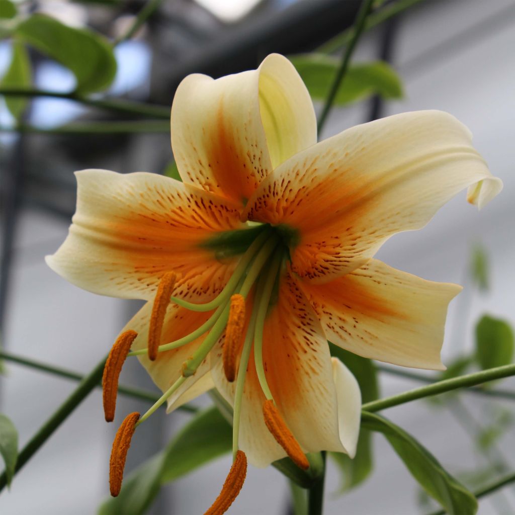 Lis hybride de henryi - Lilium Lady Alice