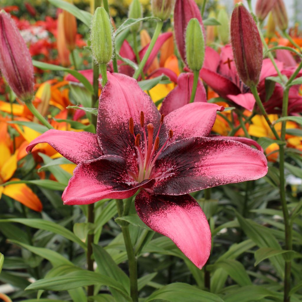 Lilium Purple Eye - Hybride de Lis asiatique