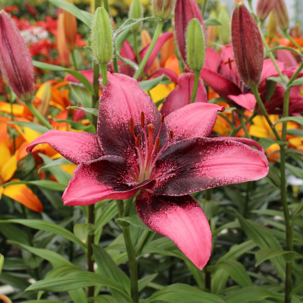 Lilium Purple Eye - Hybride de Lis asiatique 