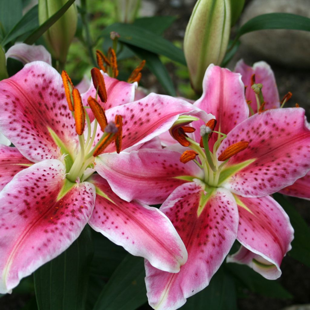 Lilium Imperial Crimson - Lily NA