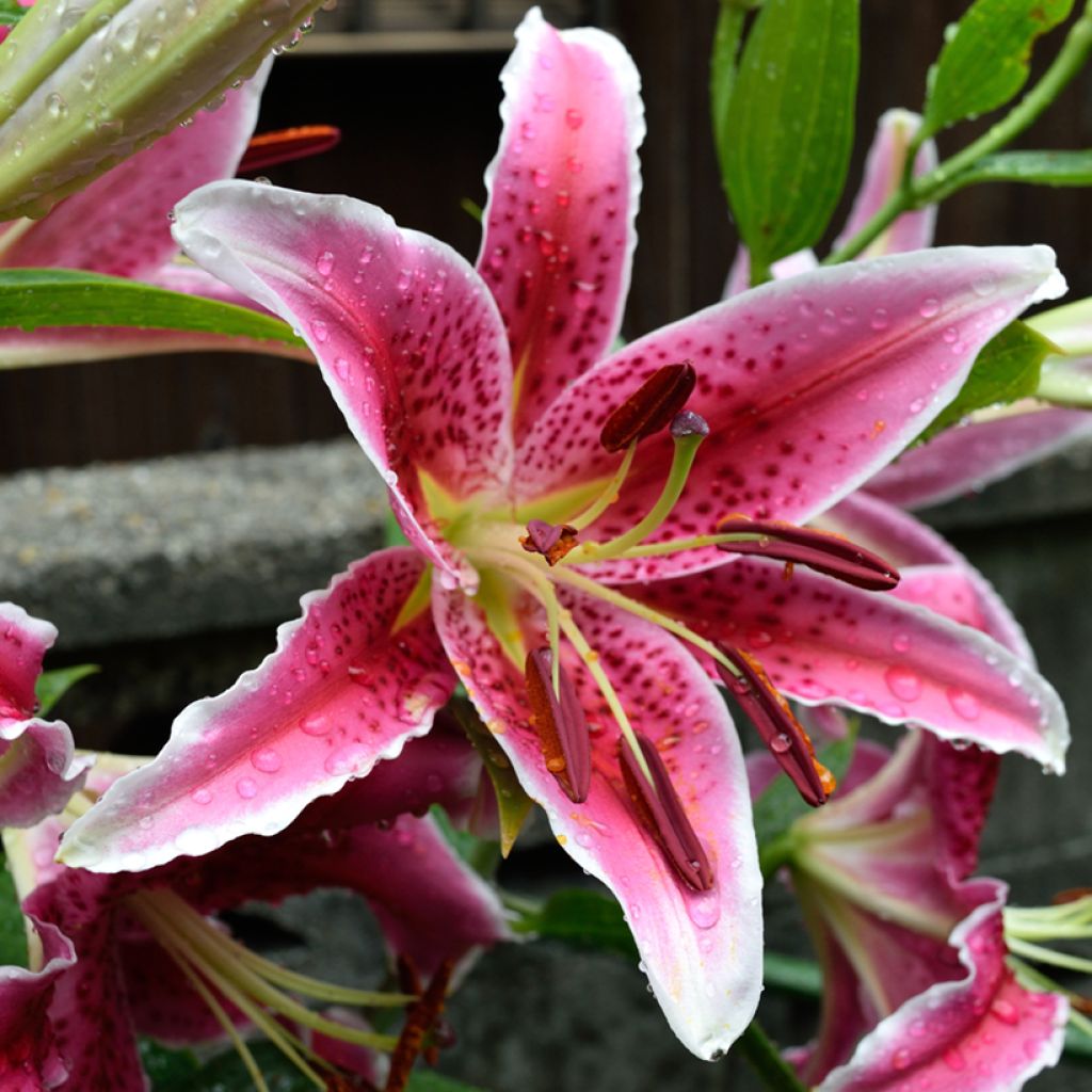 Lilium Imperial Crimson - Lily NA