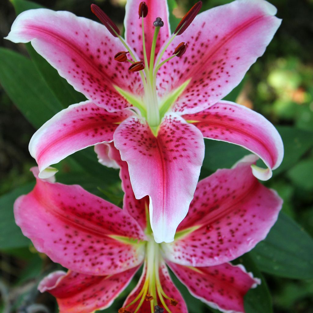 Lilium Imperial Crimson - Lily NA