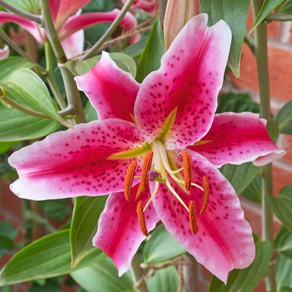 Lilium Imperial Crimson - Lily NA