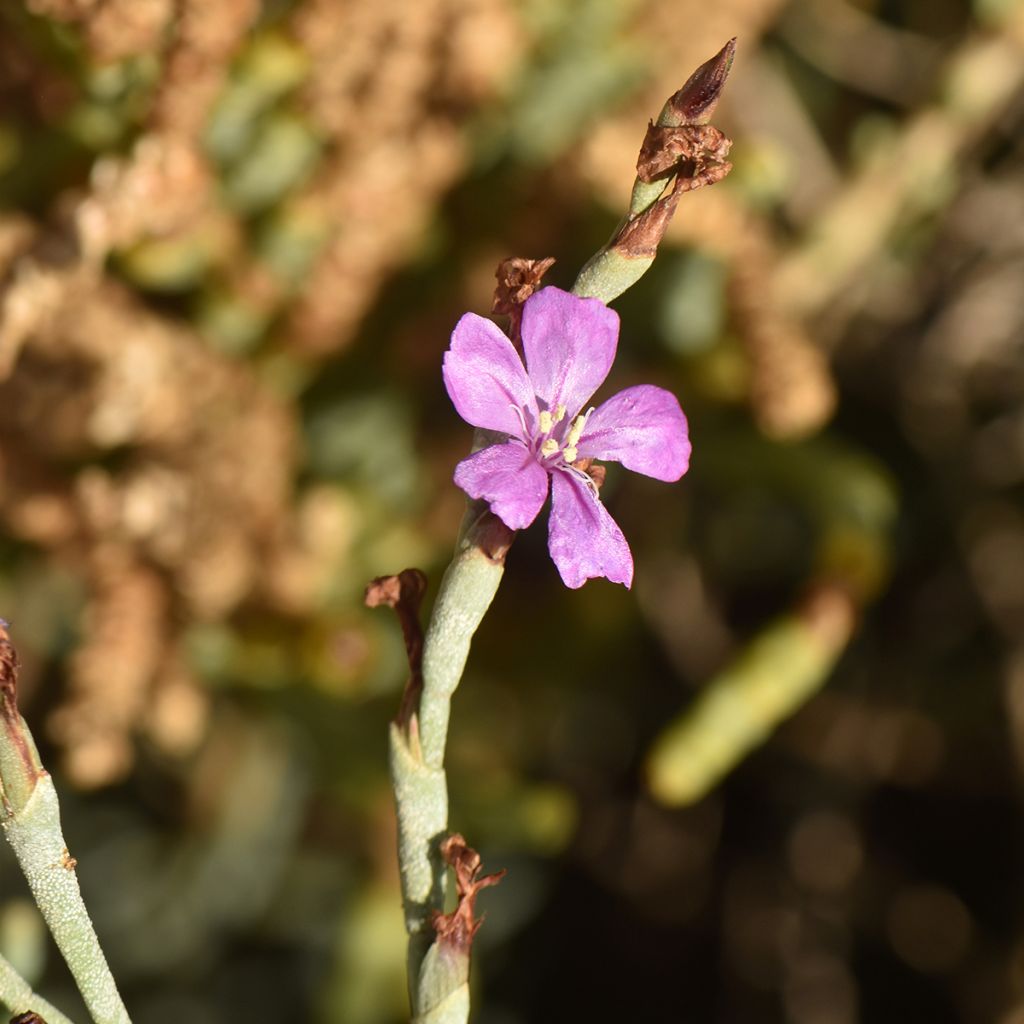 Limoniastrum monopetalum - Grand statice, Lavande de mer