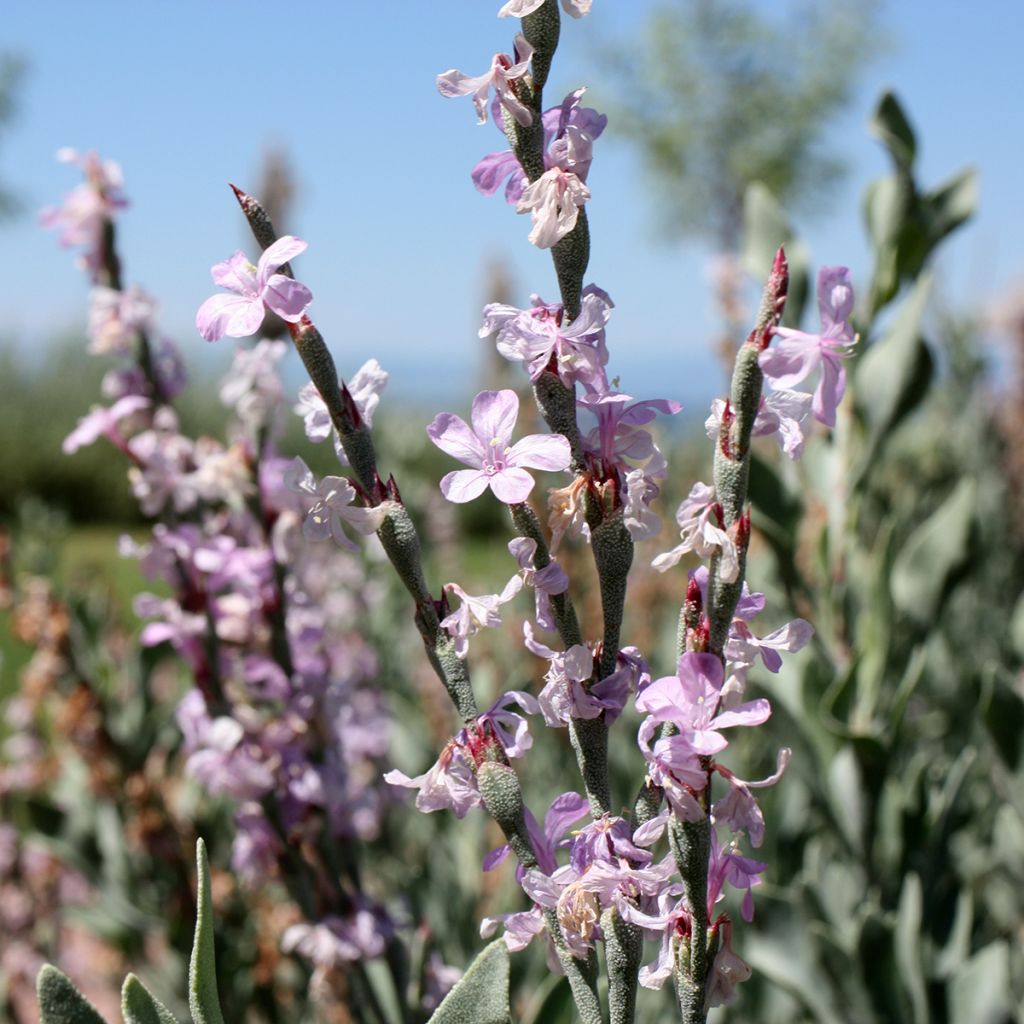 Limoniastrum monopetalum - Grand statice, Lavande de mer