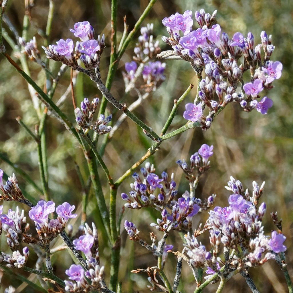 Limonium gmelinii ssp hungaricum