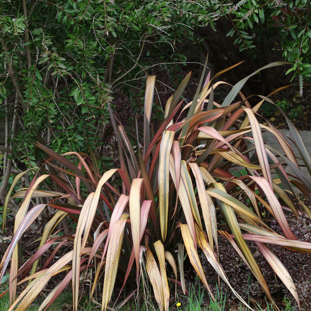 Phormium tenax Flamingo - New Zealand Flax