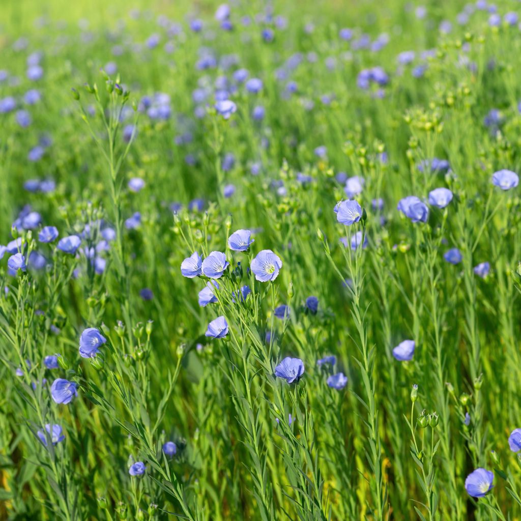 Flax seeds - Linum usitatissimum - green manure