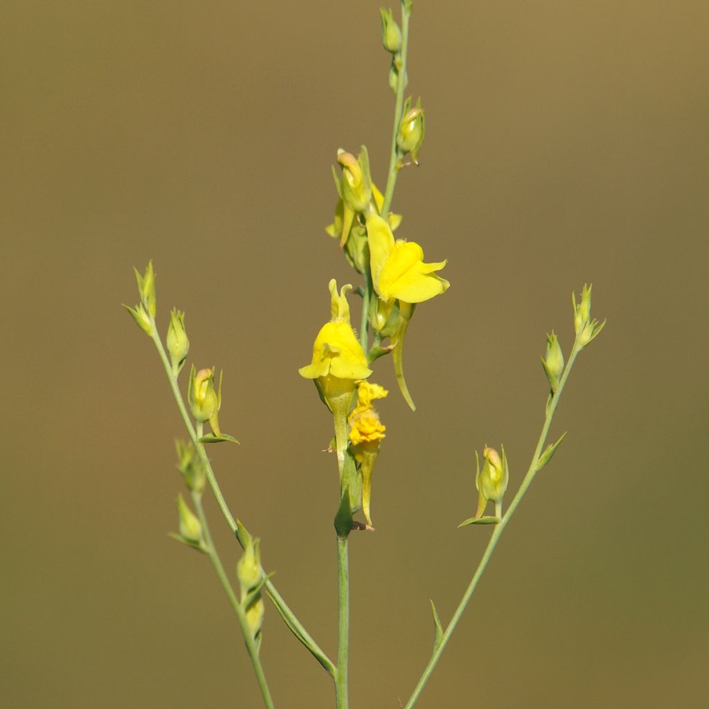 Linaria dalmatica