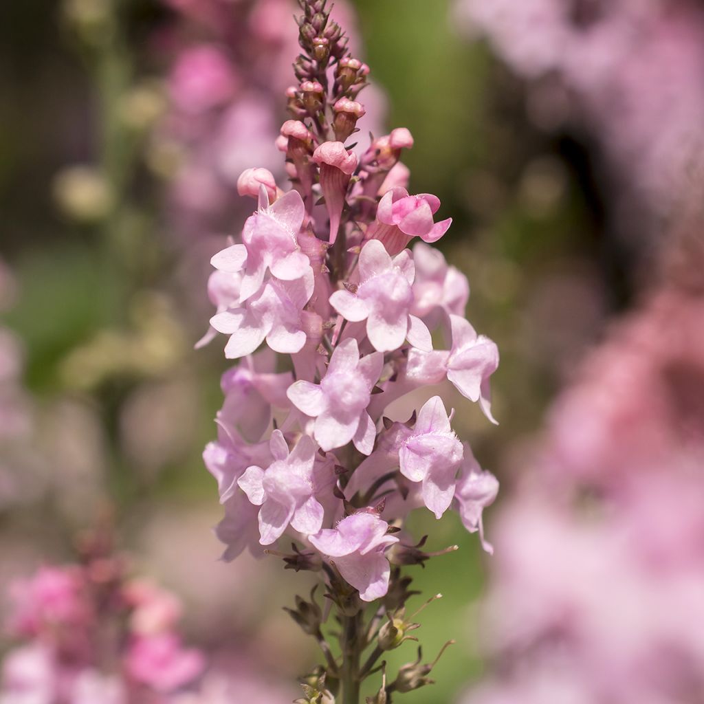 Linaria purpurea Canon J. Went