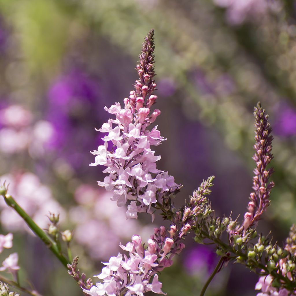 Linaria purpurea Canon J. Went