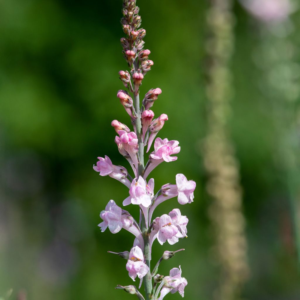 Linaria purpurea Canon J. Went