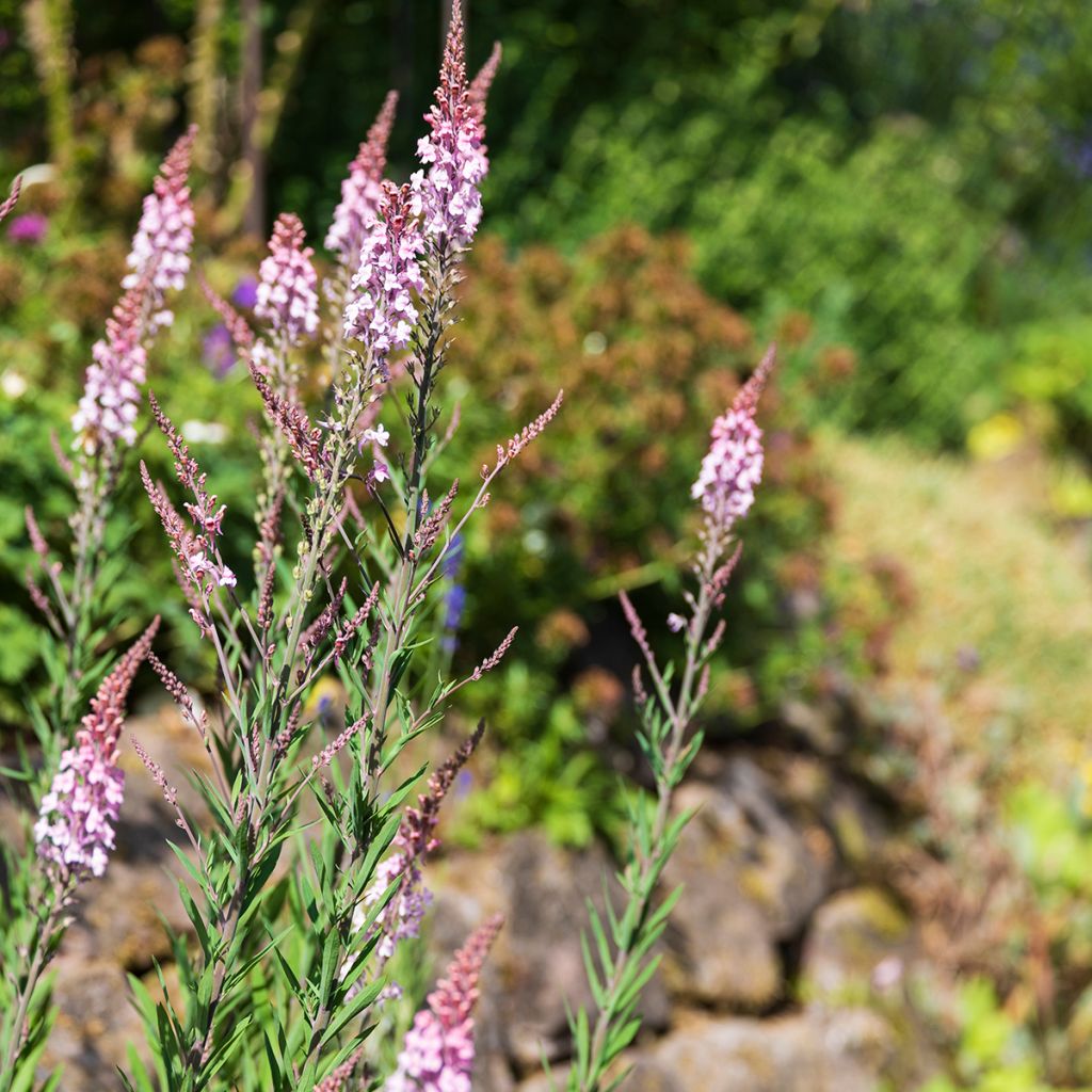 Linaria purpurea Canon J. Went