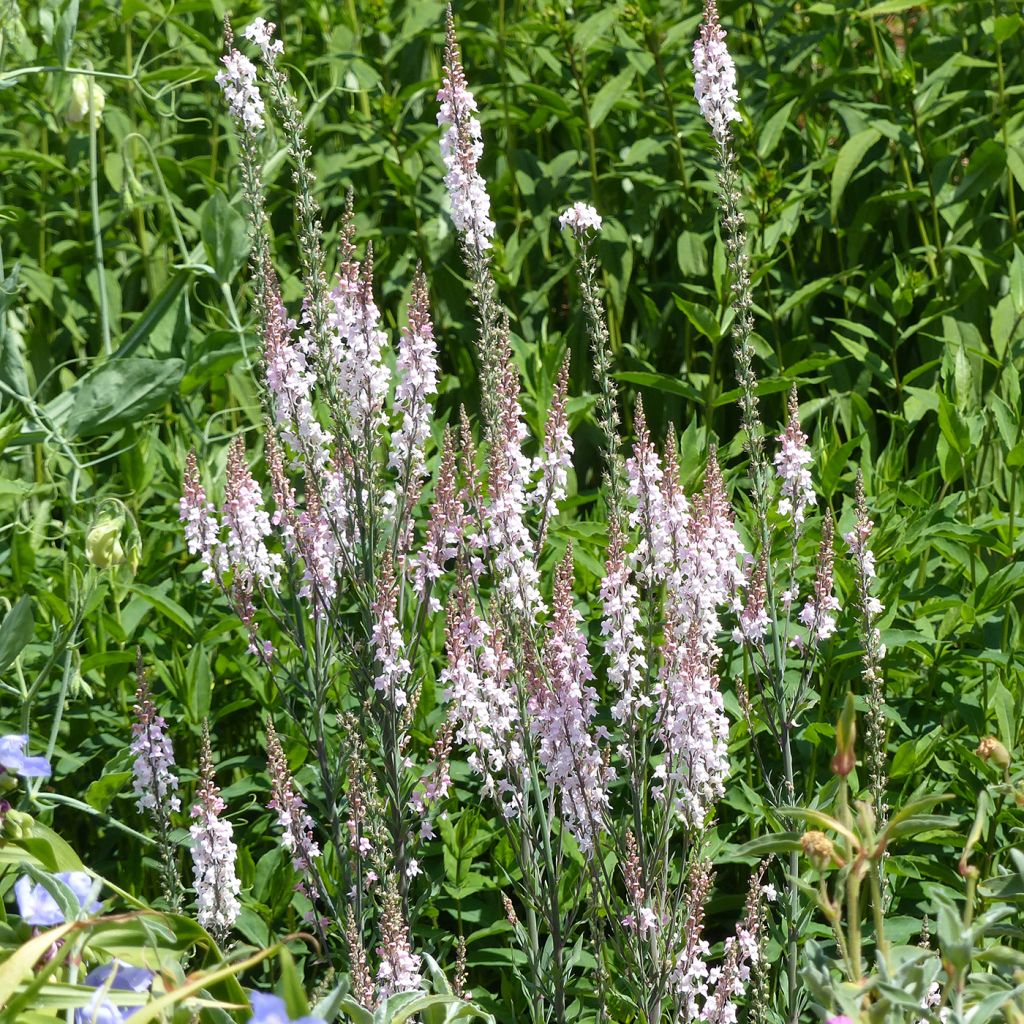 Linaria purpurea Canon J. Went - Linaire pourpre