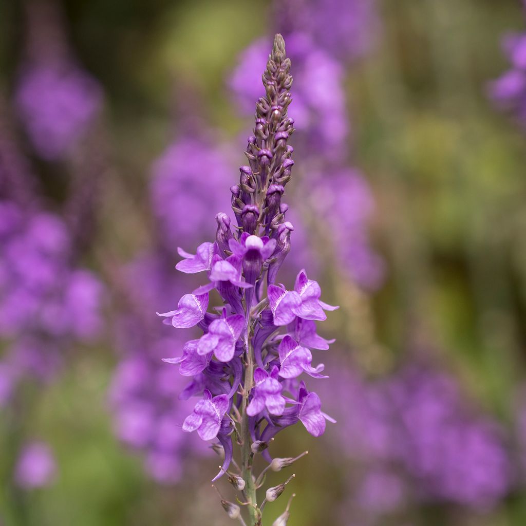 Linaria purpurea