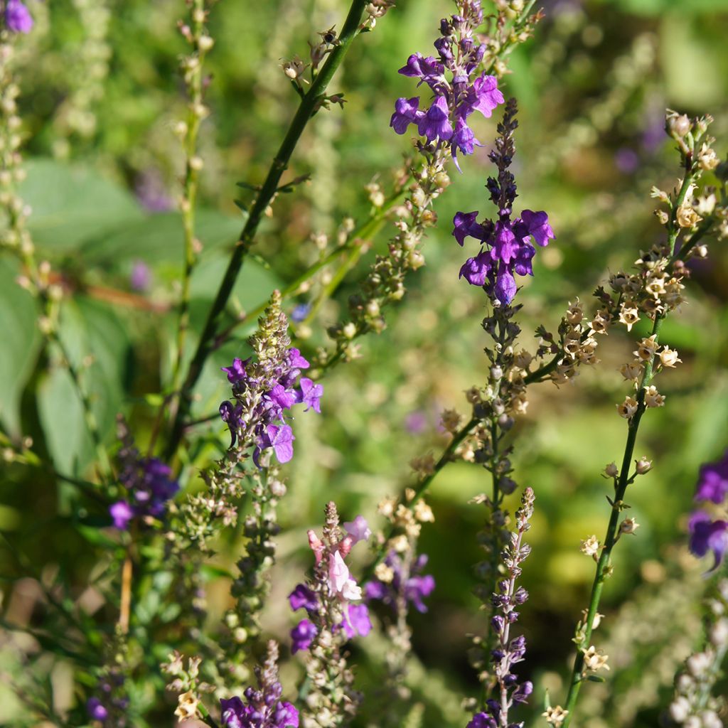 Linaria purpurea