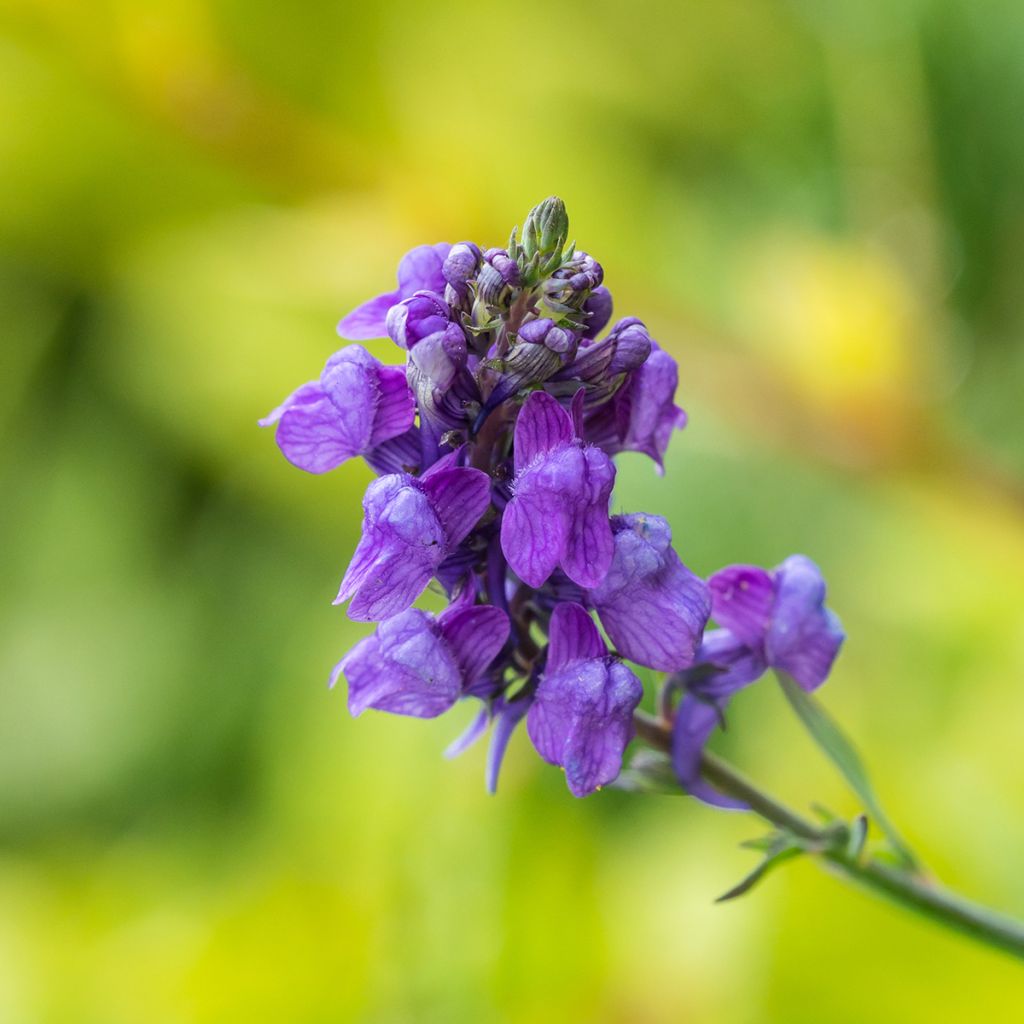 Linaria purpurea