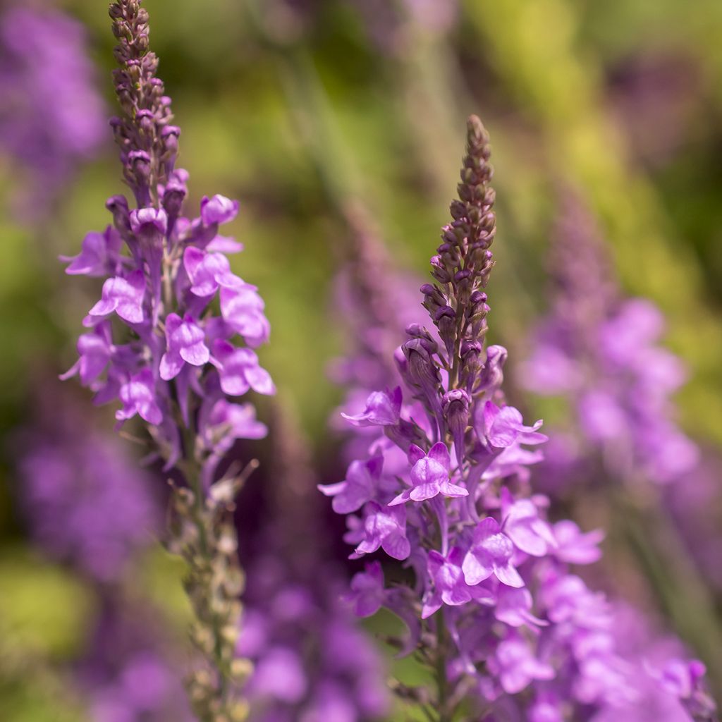 Linaria purpurea