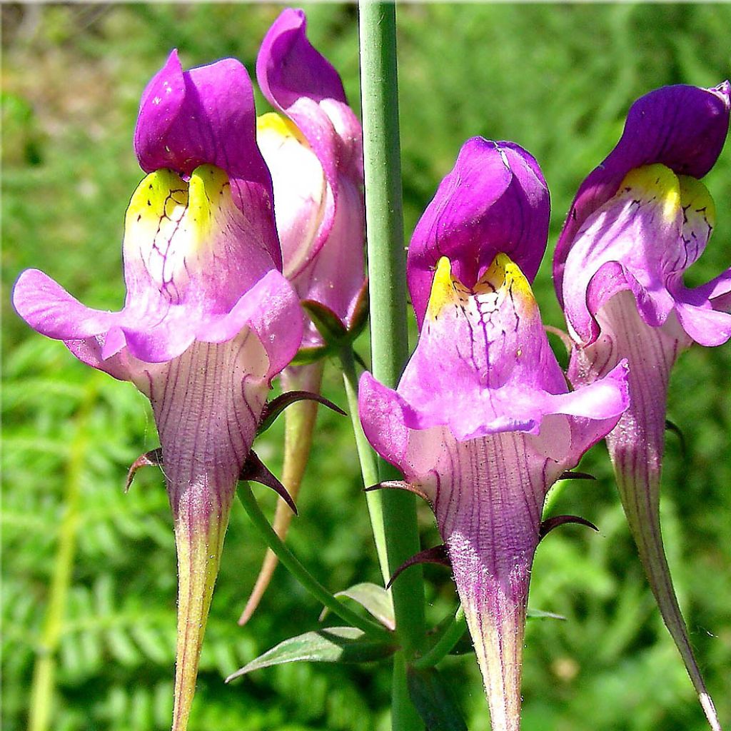 Linaria triornithophora, Linaire