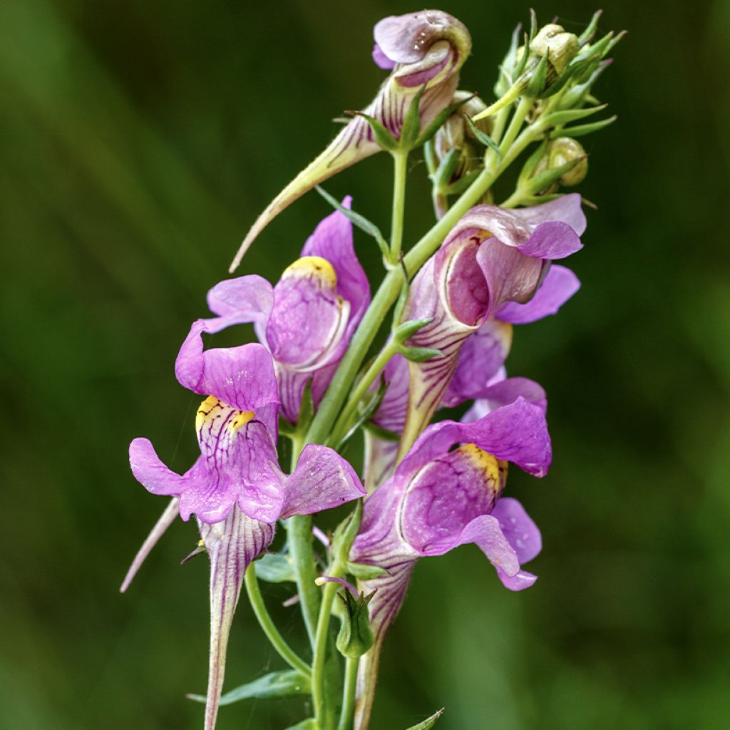 Linaria triornithophora