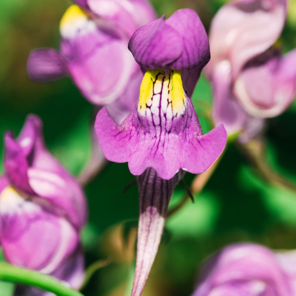 Linaria triornithophora