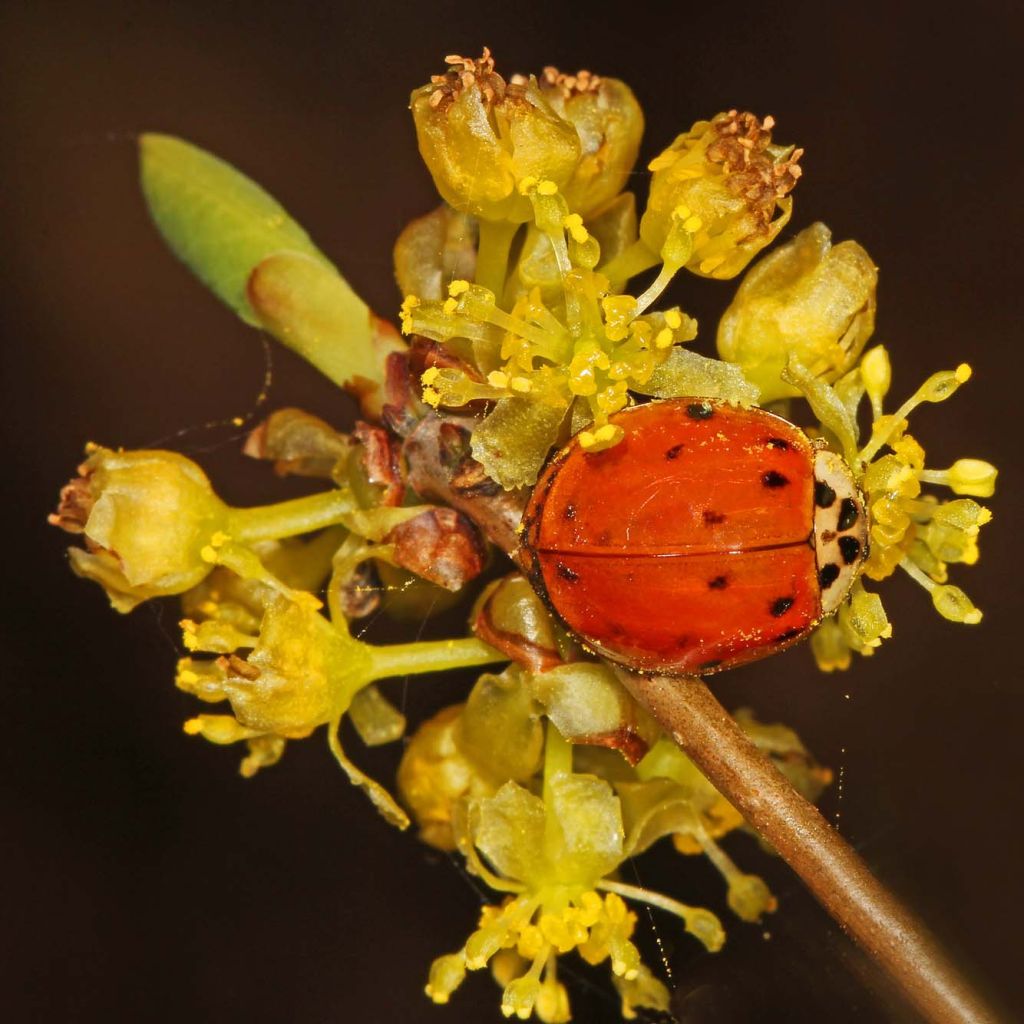 Lindera benzoin - Laurier benzoin.