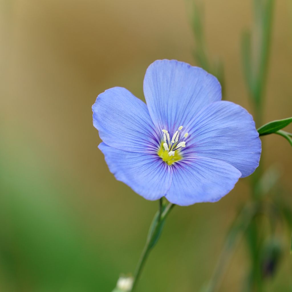 Linum perenne - Perennial Flax