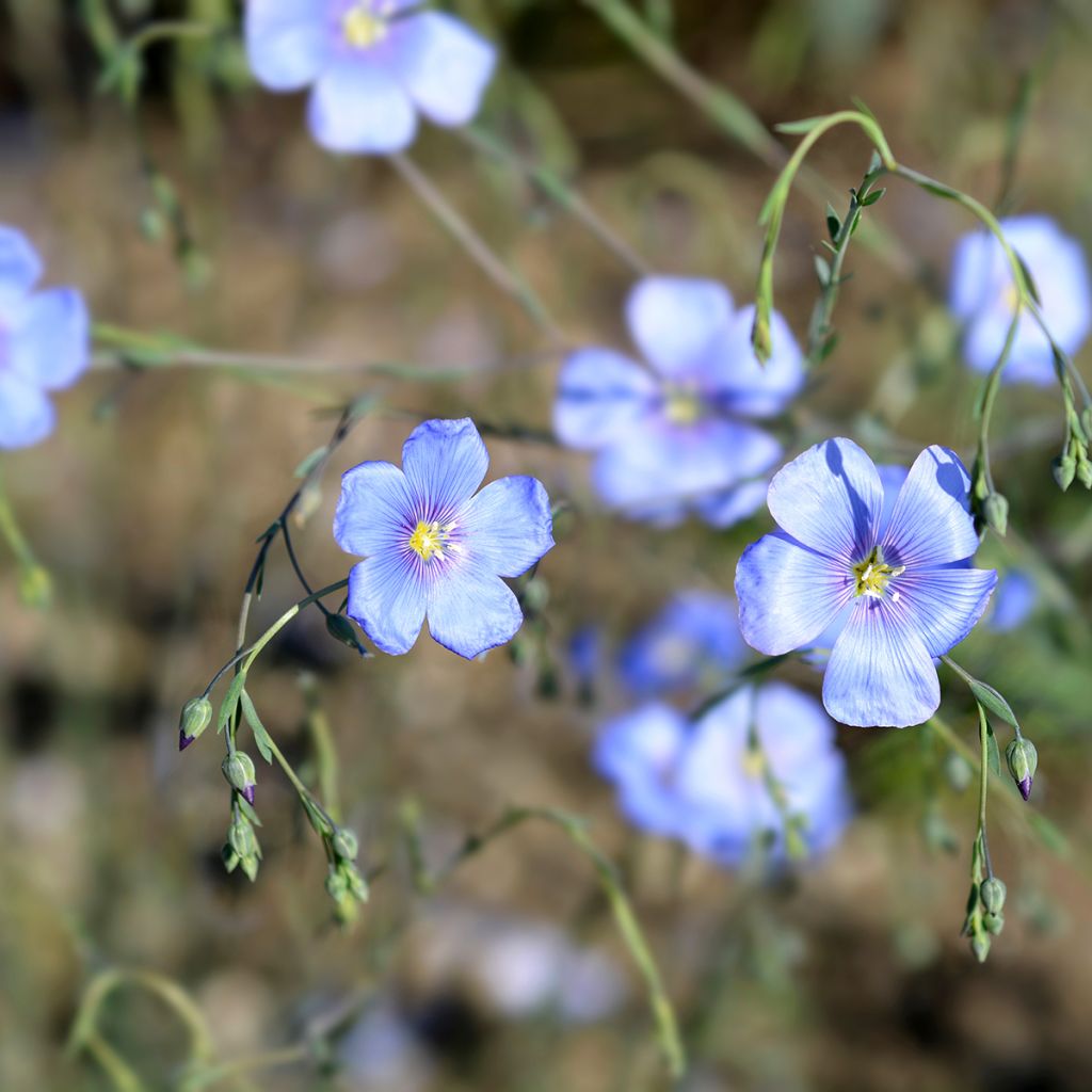 Linum perenne - Perennial Flax