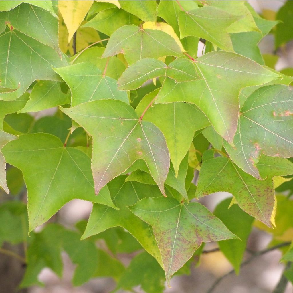 Liquidambar formosana - Copalme de Chine