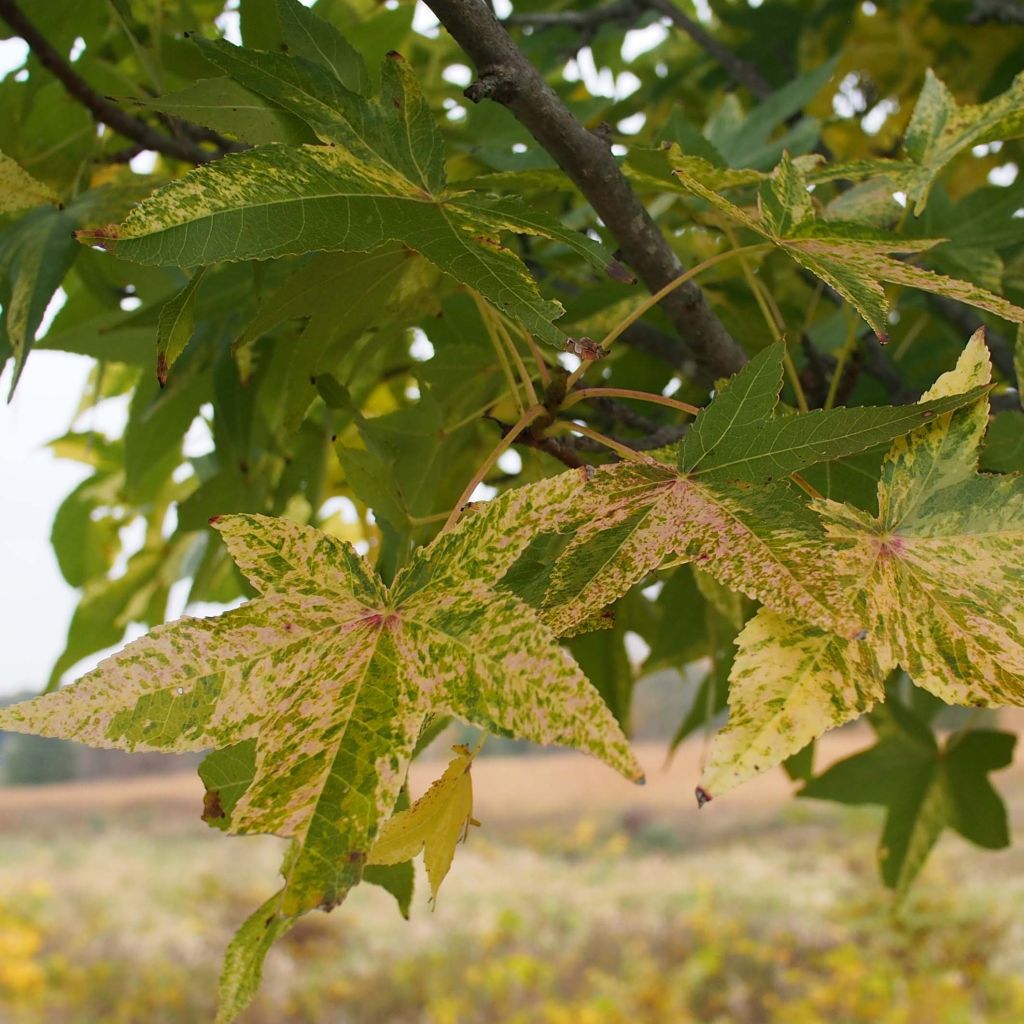 Liquidambar styraciflua  Aurea