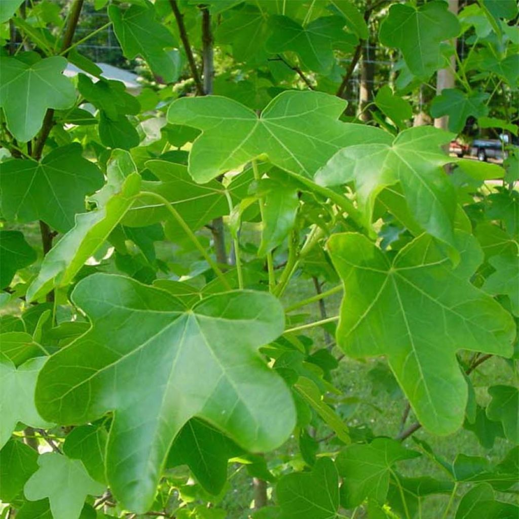 Liquidambar styraciflua  Rotundiloba 