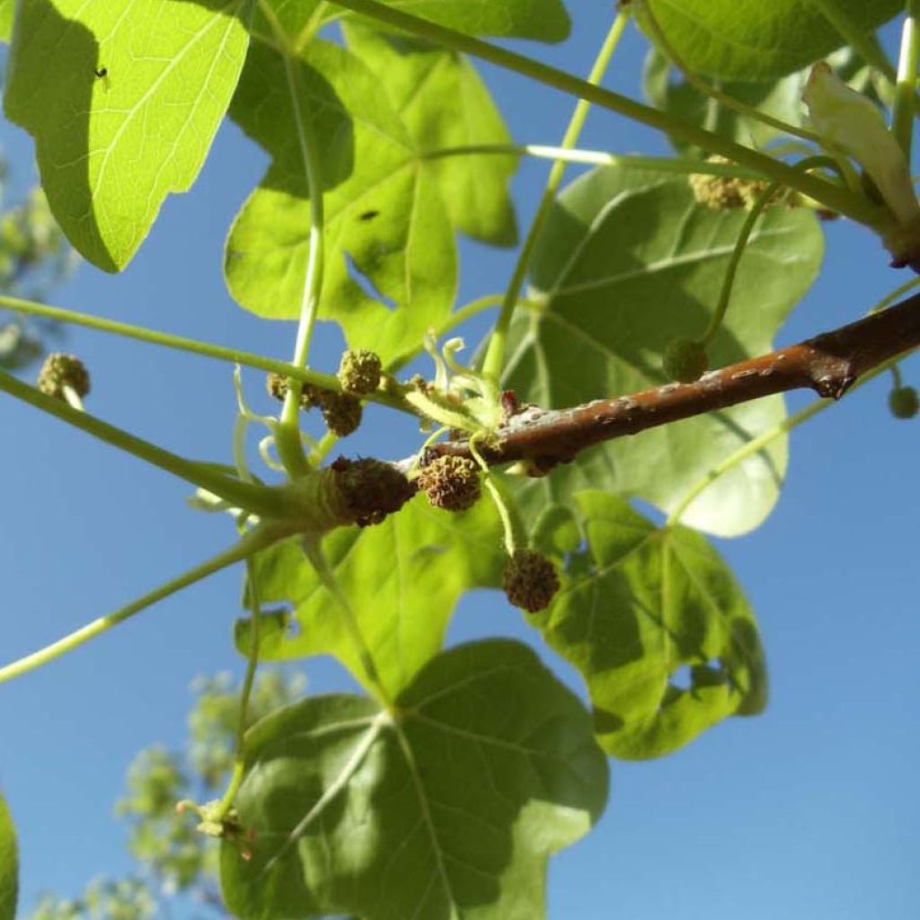 Liquidambar styraciflua Rotundiloba - Copalme d'Amérique