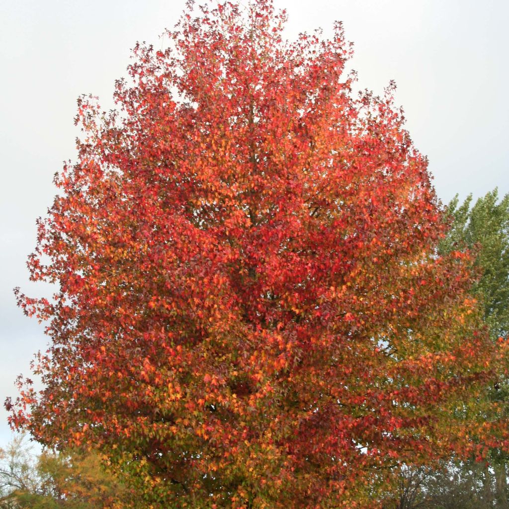 Liquidambar styraciflua  Thea