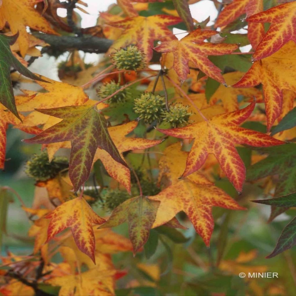 Liquidambar styraciflua Worplesdon - American Sweetgum