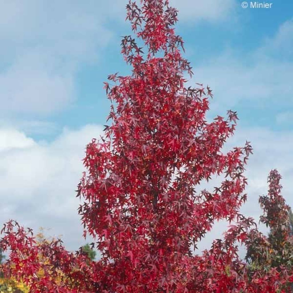 Liquidambar styraciflua Worplesdon - American Sweetgum