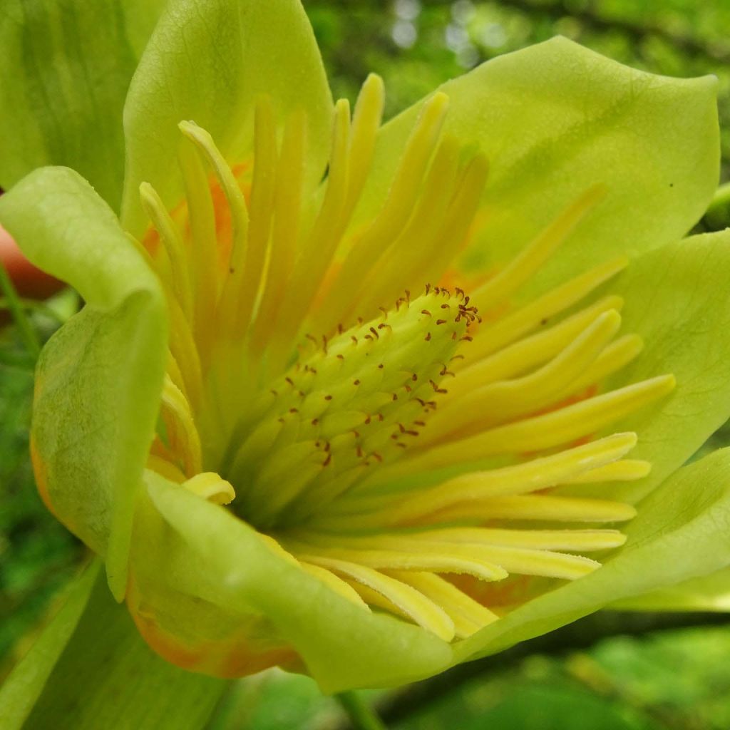 Liriodendron tulipifera Aureomarginatum - Tulipier de Virginie