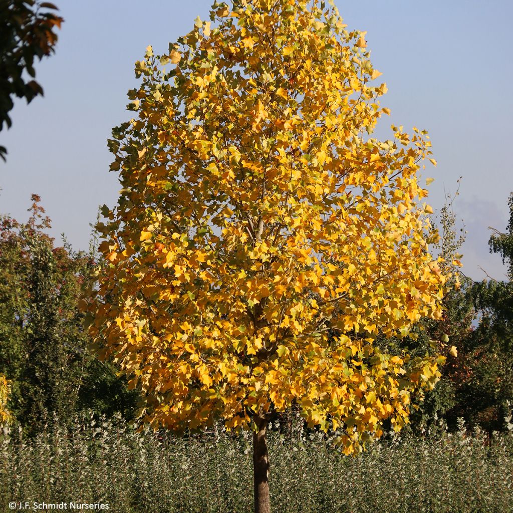 Liriodendron tulipifera Fastigiatum - Tulip Tree