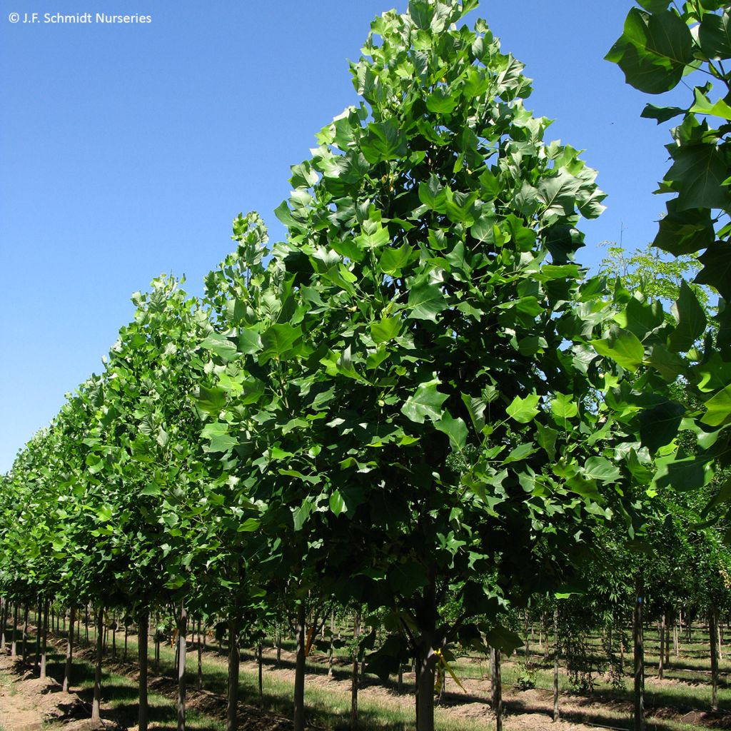 Liriodendron tulipifera Emerald City - Tulip Tree