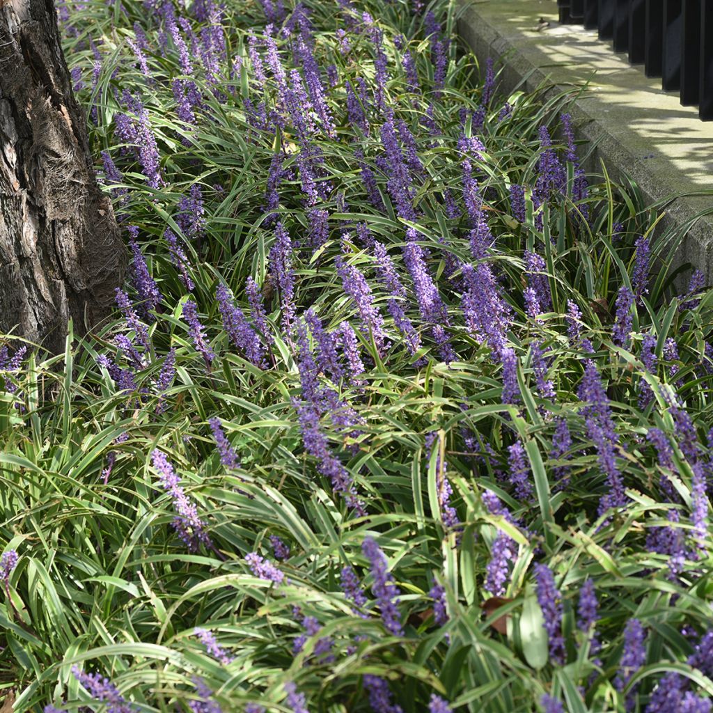 Liriope muscari Big Blue