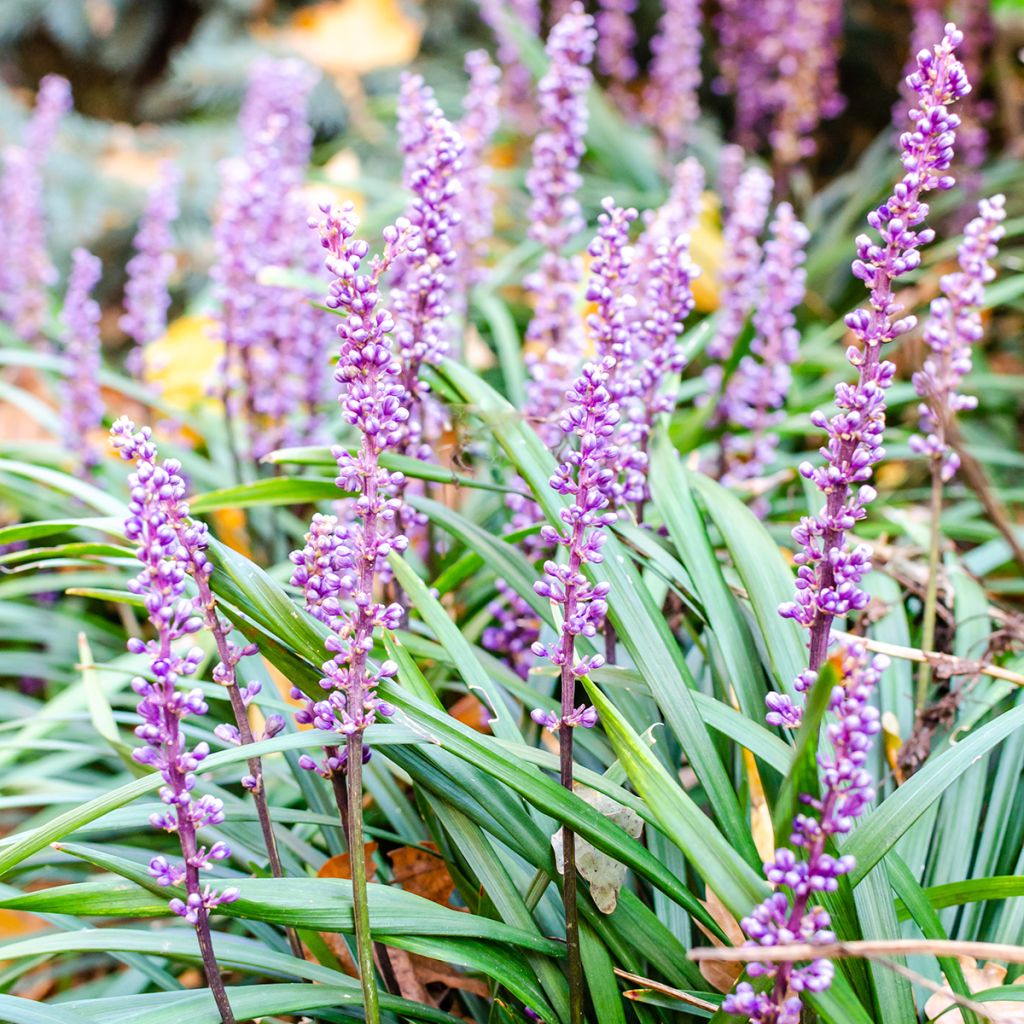 Liriope muscari Lilac Wonder