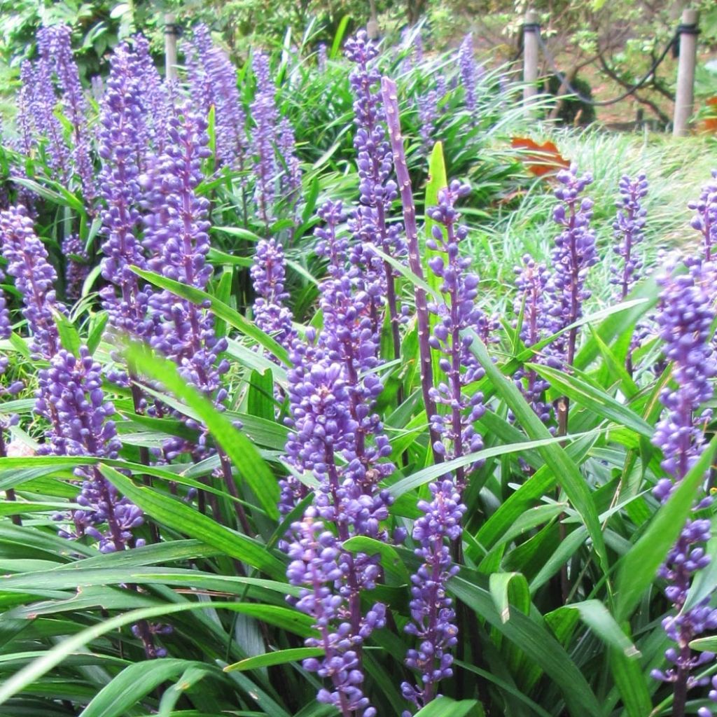 Liriope muscari Majestic