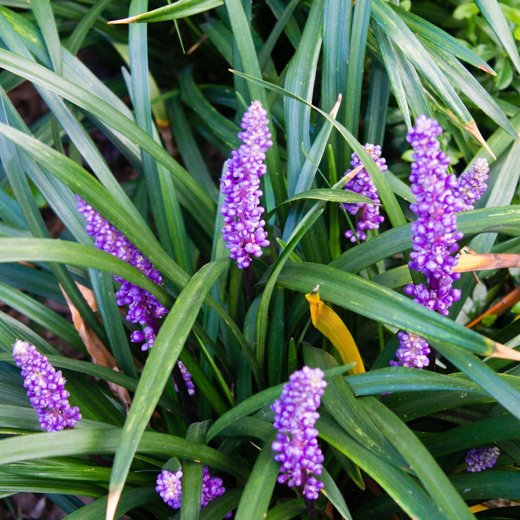 Liriope muscari