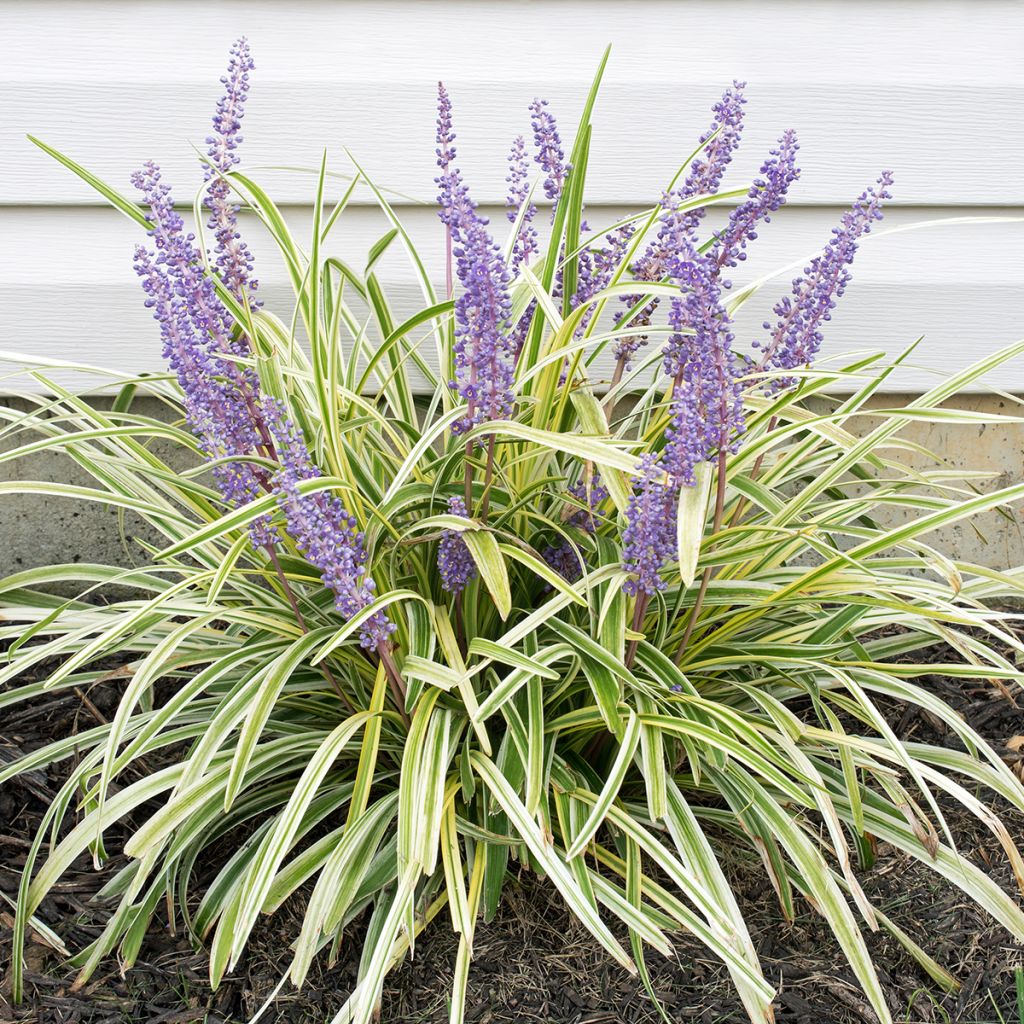 Liriope spicata Silver Dragon