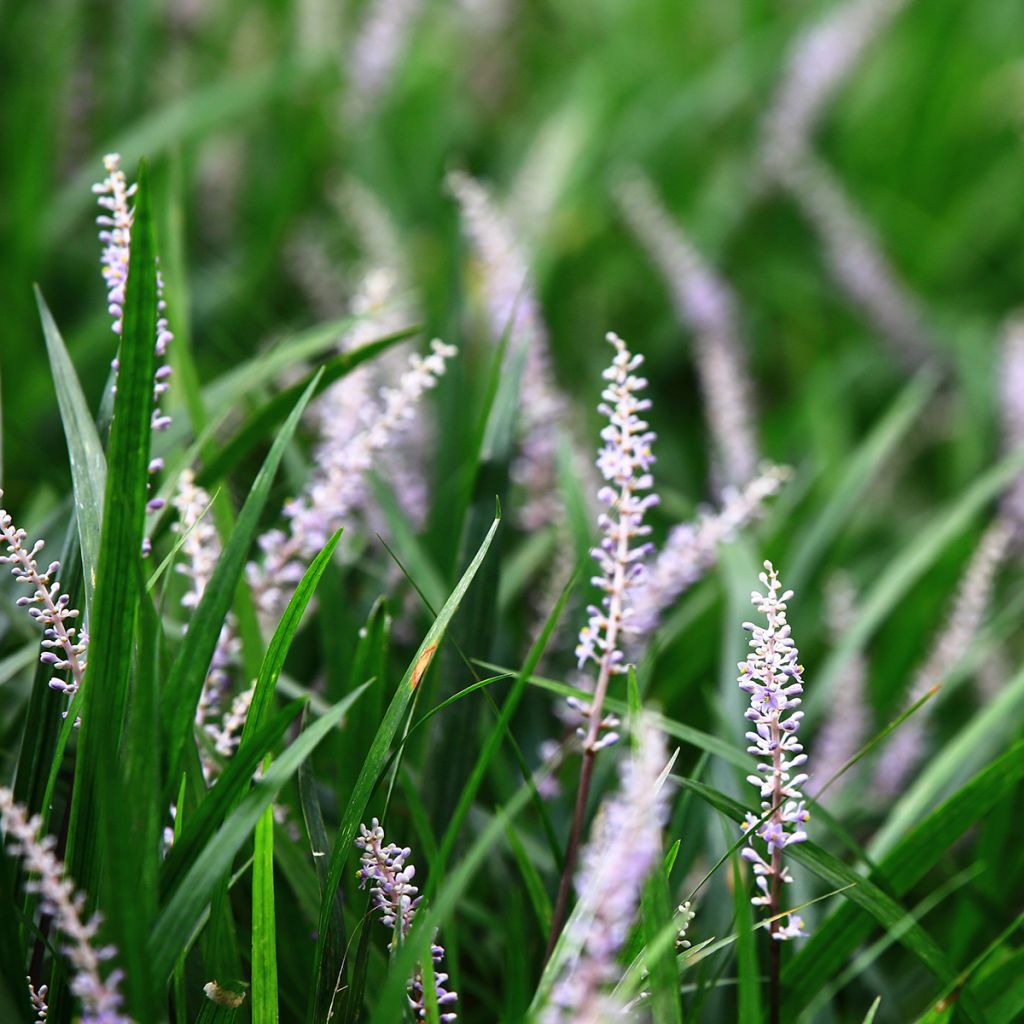 Liriope spicata