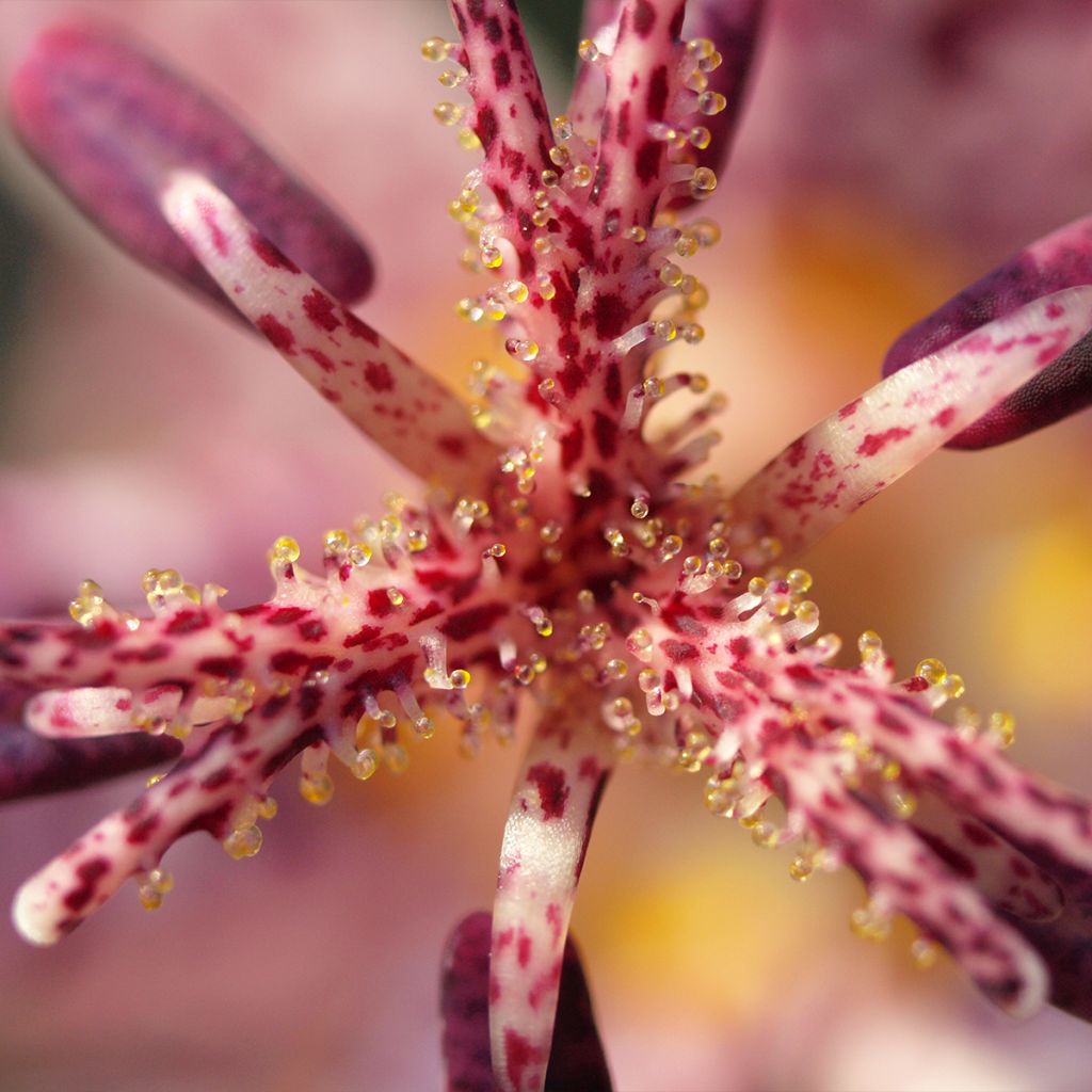 Lis Orchidée, Tricyrtis hirta Albomarginata, Lis crapaud