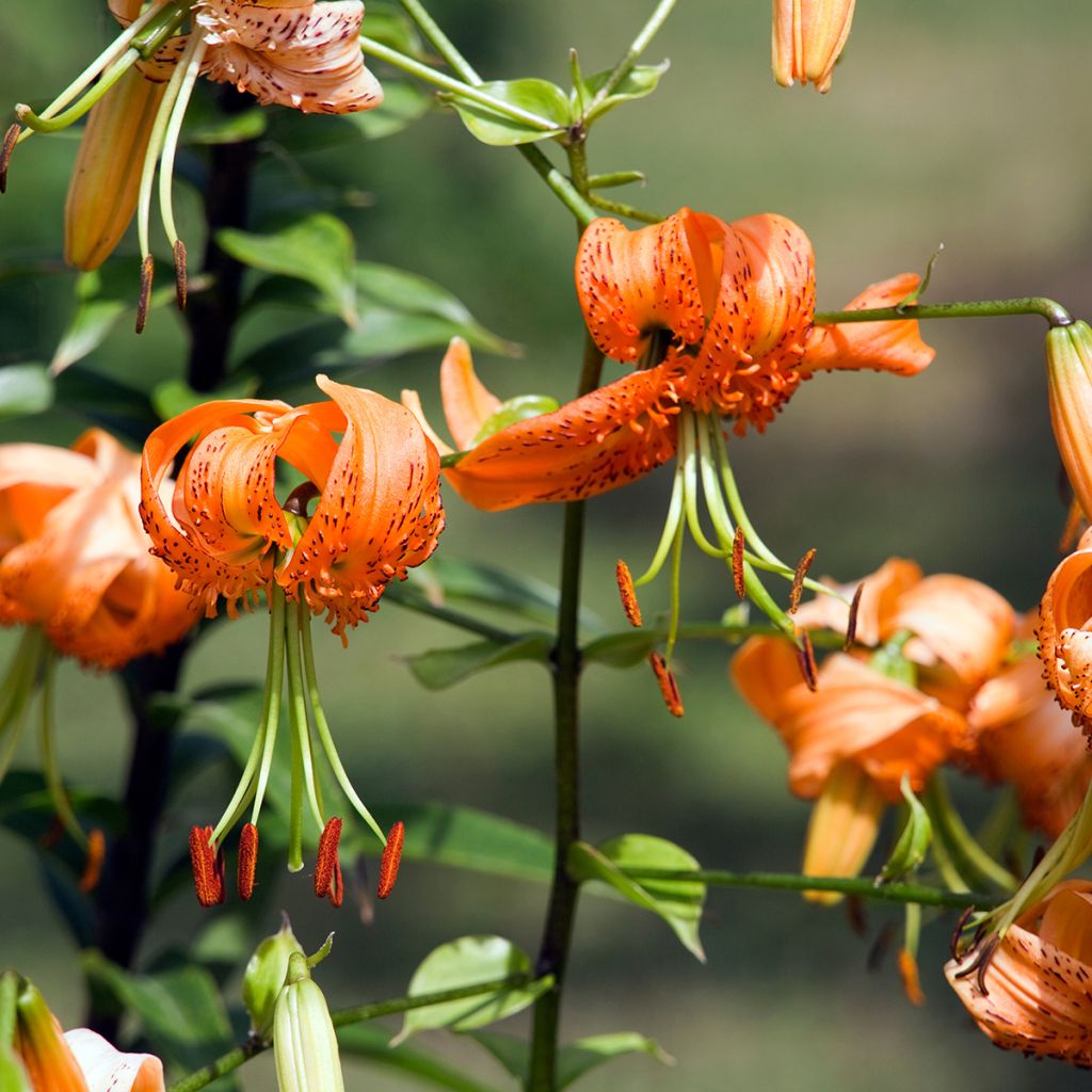 Lis botanique henryi