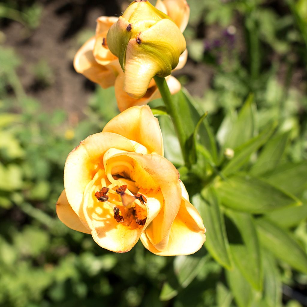 Lis double Apricot Fudge - Lilium asiaticum