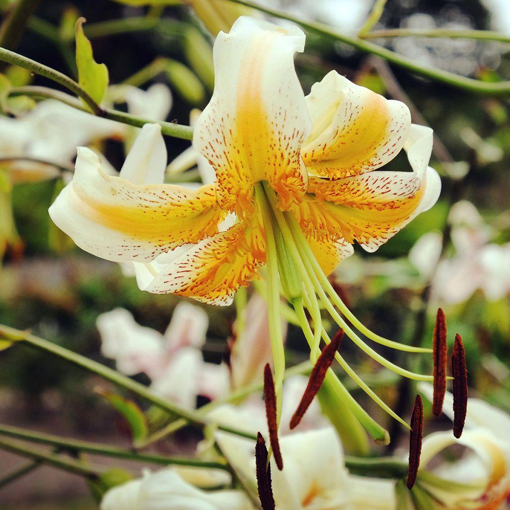 Lis hybride de henryi - Lilium Lady Alice