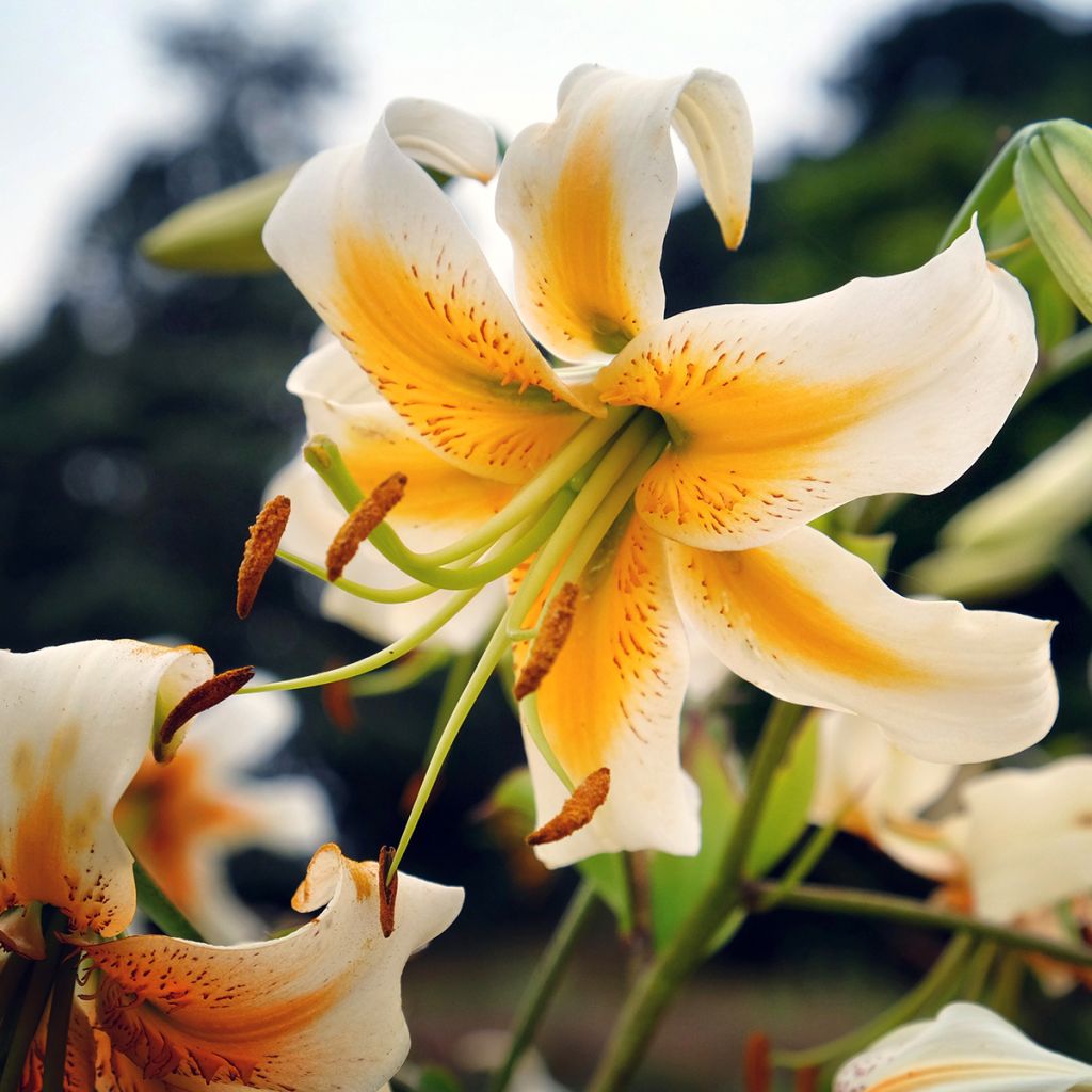 Lis hybride de henryi - Lilium Lady Alice